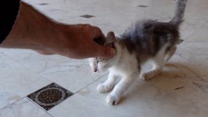 Чудо на улицах. Спасение одинокого бездомного котенка