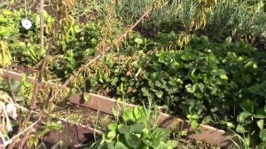 Слива погибла, алыча не растёт.