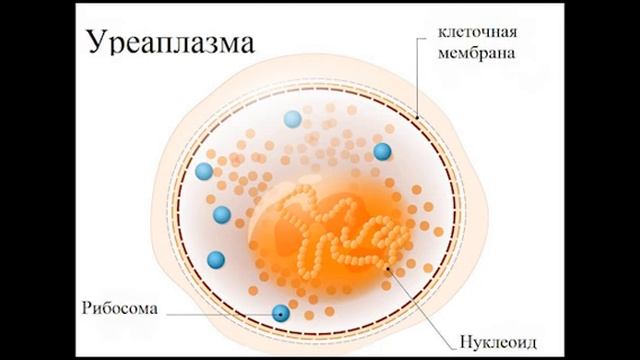 Уреаплазма