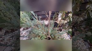 Из обычного можжевельника делаем необычную плакучую форму