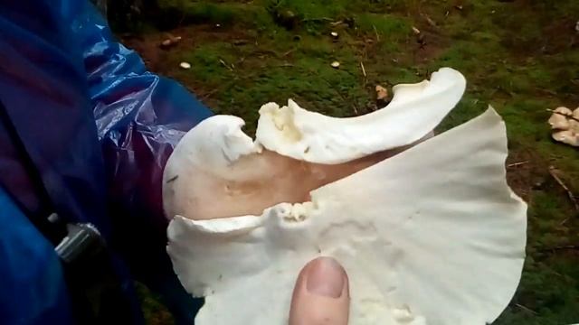 Какой-то не известный гриб!!! смотреть онлайн