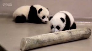 Детеныши панды учатся ходить