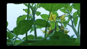 Пинк фест помидор🍅🍅🍅