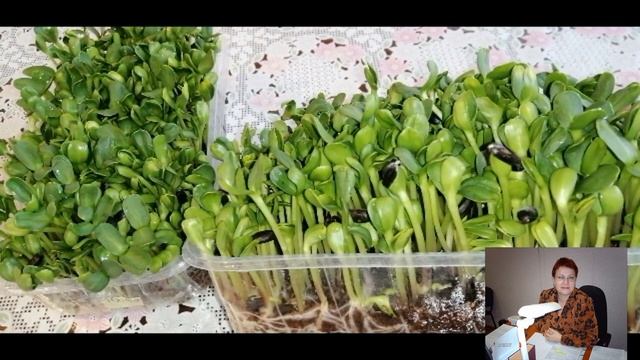 ?????МИКРОЗЕЛЕНЬ В ДОМАШНЕЙ КУХНЕ. КАК И С ЧЕМ ЕСТЬ МИКРОЗЕЛЕНЬ