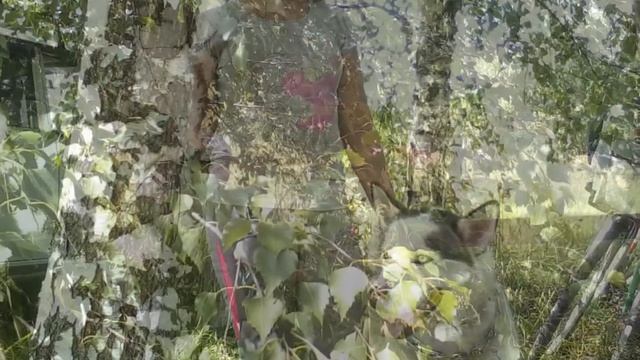 Хаска Белый - отдыхает в тенёчке берёз- после байк- джоринга 6 км. смотреть онлайн