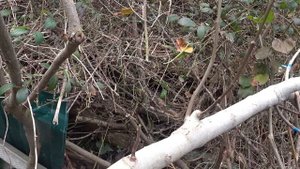 Инжир последние весенние прививки  21