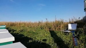 Обработка пчёл дым-пушкой