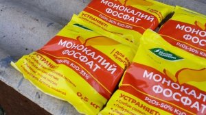 Окрашивание ягод винограда. Вспышка мильдью (обработка Орданом). Приобрел монофосфат калия. 27.07.23