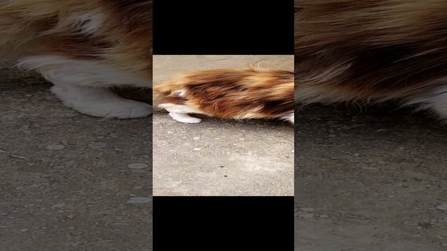 Смешныекоты#Недогадливаякошка#что это? #shorts #funnycatsvideo