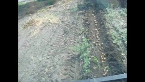 Копка картошки плугом