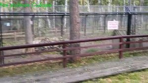 Танай. Катаюсь на велосипеде и смотрим диких зверей в парке.