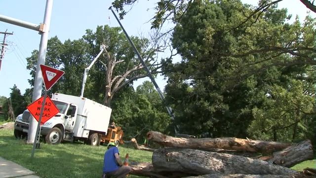 Montgomery County begins removing 300-year-old Linden Oak tree смотреть онлайн