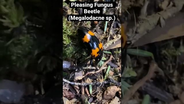 Pleasing Fungus Beetle (Megalodacne sp.) probably Megalodacne heros.