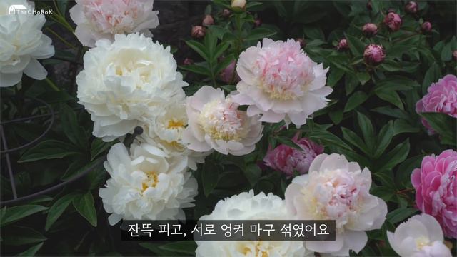 작약이 피고, 클레마티스가 피더니, 장미까지 피고 있어요! | Spring Festival, 2022