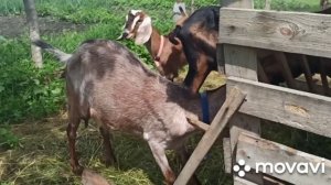 Продажа Англо- нубийских коз  и козлят.   #англонубийскиекозлятапродажа