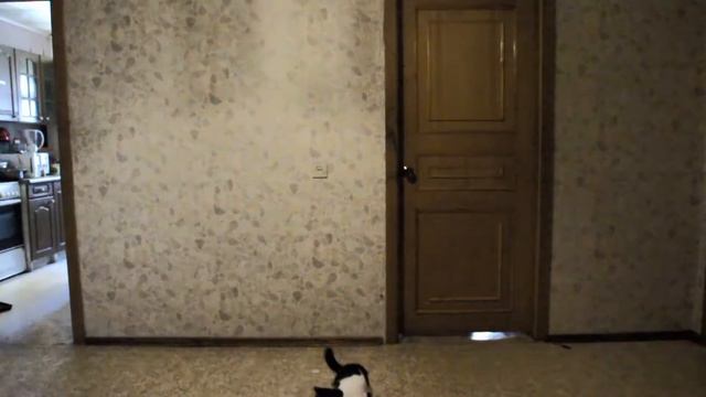 КОТ ПРЫГУН смотреть онлайн