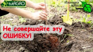 ВОТ ПОЧЕМУ САЖЕНЦЫ ПЛОХО ПРИЖИВАЮТСЯ! Даже опытные садоводы часто делают ЭТУ ОШИБКУ!