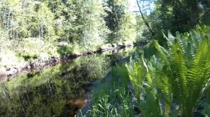 Рыбалка на донку на реке Морье.  28 мая 2018 года.