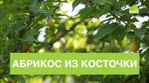 АБРИКОС в ТВОЕМ САДУ. Как вырастить абрикосовое дерево из косточки у себя на участке / ДАЧНЫЕ СОВЕТЫ