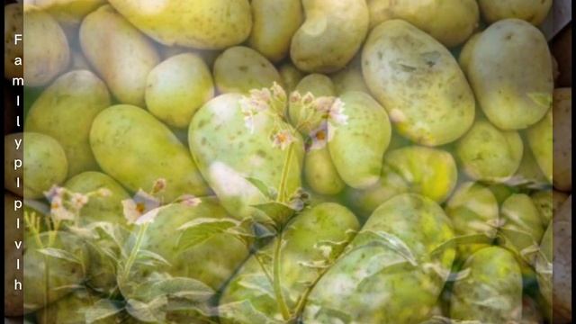 ВЕДРО КАРТОФЕЛЯ С ОДНОЙ ЛУНКИ ЕСЛИ КИНУТЬ ЭТО ПРИ ПОСАДКЕ ЖАЛЬ ЧТО НЕ ДЕЛАЛА ТАК РАНЬШЕ СУПЕР УРОЖА смотреть онлайн