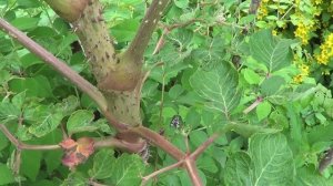 Аралия маньчжурская