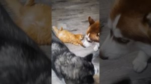 Собаки напали на кота. РЕАКЦИЯ КОТА НА ХАСКИ