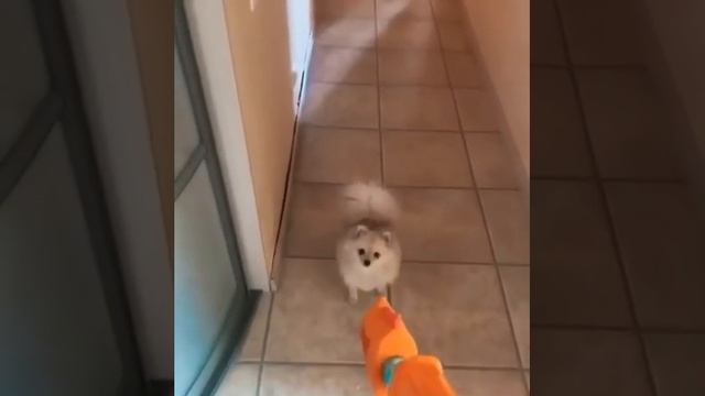 Сдавайся немецкий шпиц! смотреть онлайн