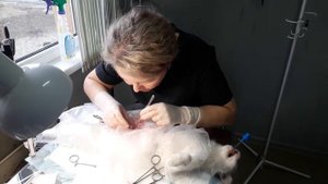 Стерилизация кошки