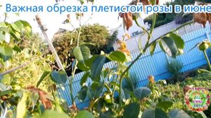 Важная обрезка плетистой розы в июне