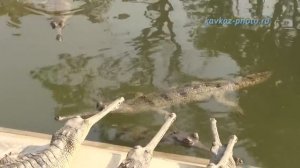 Путешествие в Непал. Национальный парк Читван