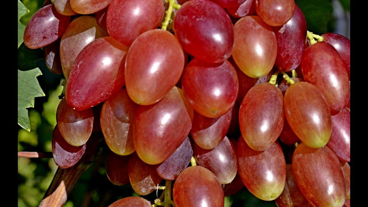 Виноград Данилка - гибридная форма В. Силкова (Grapes of Danilka variety) смотреть онлайн