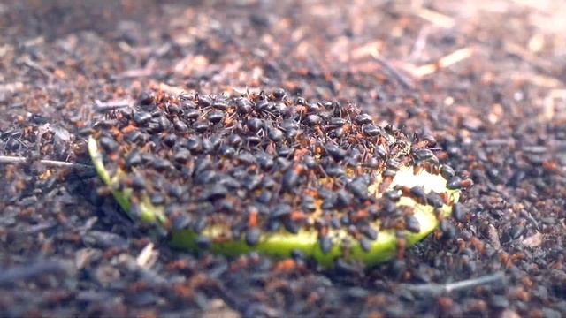 Рыжие лесные муравьи (Formica rufa) Эксперименты с едой смотреть онлайн