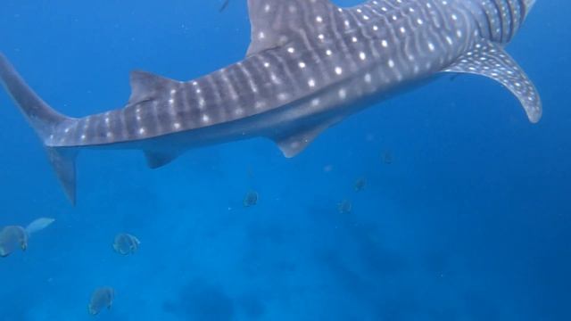 Whale Sharks Philippines Cebu Island Oslob ⁄ Китовые Акулы Филиппины остров Себу смотреть онлайн