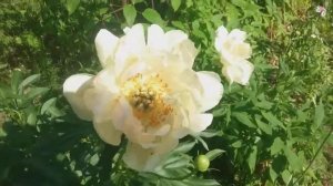 Пион травянистый  Coral Beach.