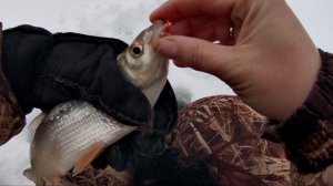 зимняя рыбалка, ловля подуста и голавля в январе на Урале.