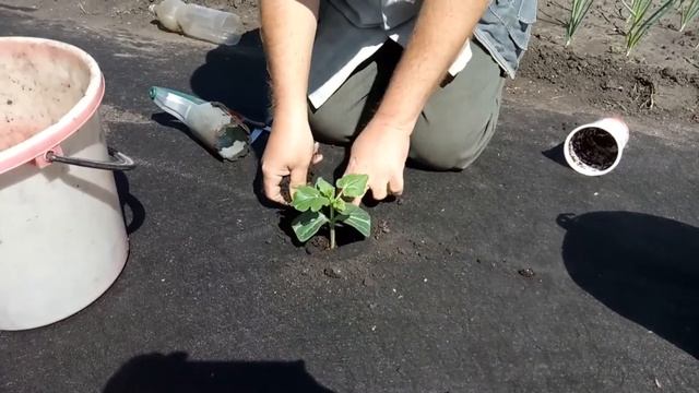 Дача 6 соток. Посадка арбузов привитых на лагенарию. смотреть онлайн