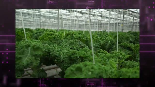 Катерина Шпица пробует свежий лист капусты КЕЙЛ и модную и уникальную новинку - чипсы КЕЙЛ чипсы