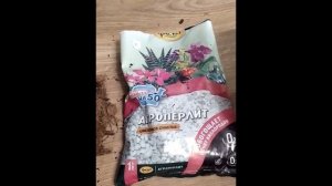 Проращиваем манго из косточки. Пересадка ростков манго в самодельный  грунт.