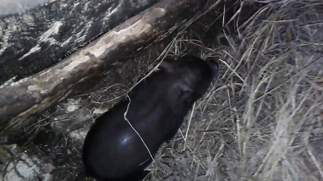 Поросятам неделя. Вырастет из сына свин, если сын свиненок. смотреть онлайн