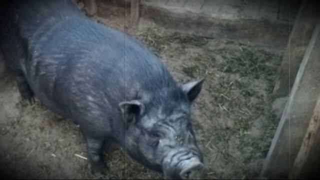 Вьетнамский хряк смотреть онлайн