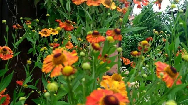 Гелениум "Яркая красавица" смотреть онлайн