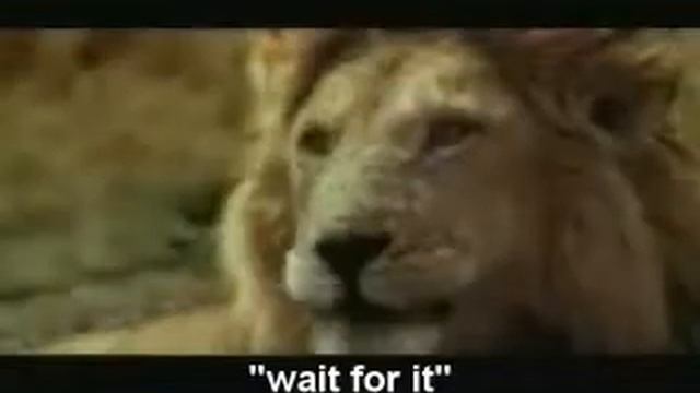 A Blonde Moment! - Animal Style смотреть онлайн