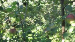 Яблоня Анис Свердловский