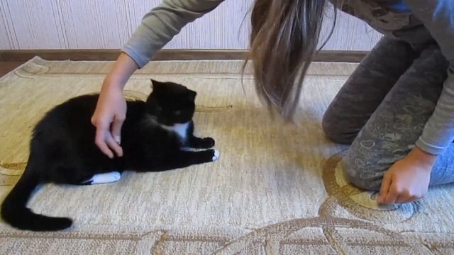 Дрессировка кота.  Команда кувырок.