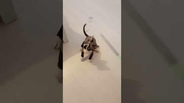 Девон-рекс, малыш Joker, питомник кошек Snow Pixie смотреть онлайн