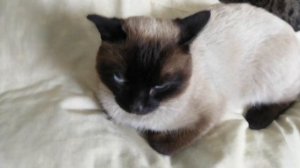 Всегда злой Сиамский кот