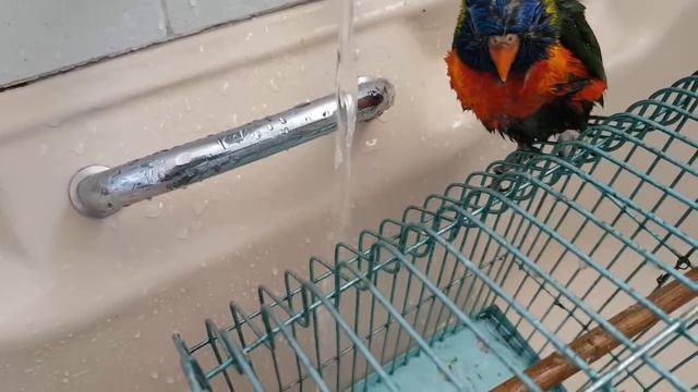 ДНЕВНИК ПОПУГАЯ ПИК.КРЫШУ СНЕСЛО ОТ РАДОСТИ.ЛОРИКЕТ ПЕРВЫЙ РАЗ КУПАЕТСЯ ПОД КРАНОМ.13 серия смотреть онлайн