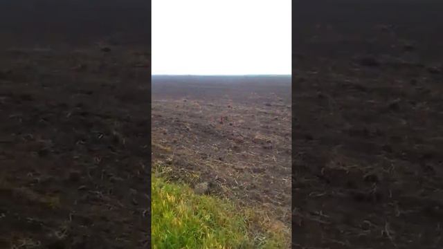 Посів Гречки Гренбі смотреть онлайн