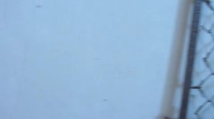 Мускусные утки.Шипуны!  Зимовка птицы в домашних условиях!