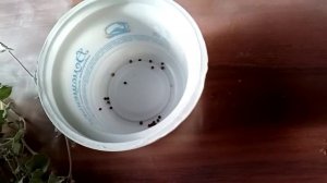 Дихондра - СЕРЕБРИСТЫЙ ВОДОПАД   ☝ Беру с дихондры семена